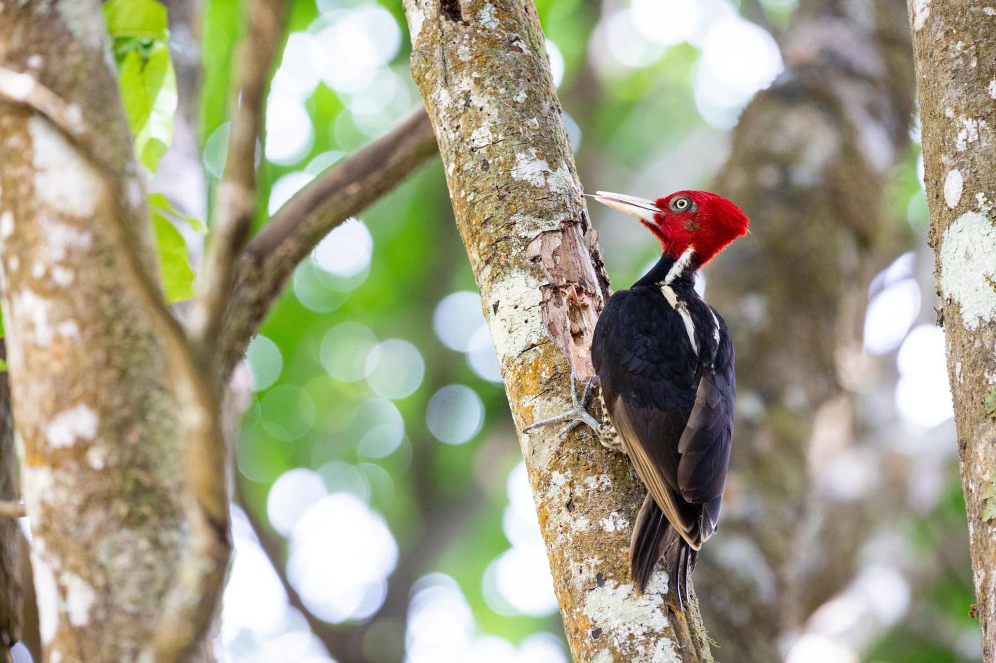 Elida Trails & Eco-Lodge * Monteverde